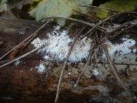 Attēlu rezultāti vaicājumam “Hydnocristella himantia”