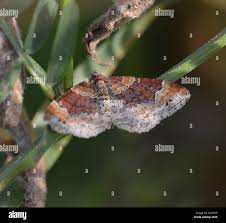 Attēlu rezultāti vaicājumam “Xanthorhoe spadicearia”