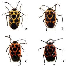 Attēlu rezultāti vaicājumam “Eurydema dominulus imago”
