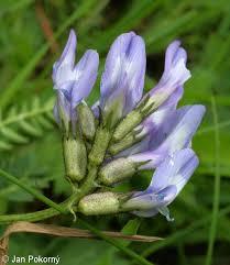 Attēlu rezultāti vaicājumam “Astragalus danicus leaf”