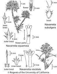Attēlu rezultāti vaicājumam “Weissia squarrosa”