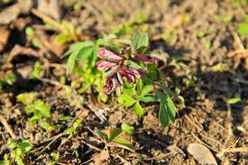 Attēlu rezultāti vaicājumam “Corydalis intermedia fruit”