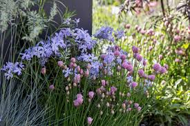 Image result for Phlox (großblumig)