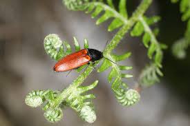 Attēlu rezultāti vaicājumam “Ampedus sp.”