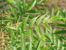 Attēlu rezultāti vaicājumam “Sorbaria sorbifolia bud”