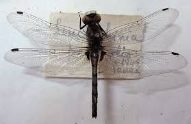 Attēlu rezultāti vaicājumam “Leucorrhinia”