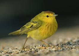 Image result for Dendroica petechia