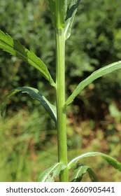 Attēlu rezultāti vaicājumam “Jacobaea paludosa”