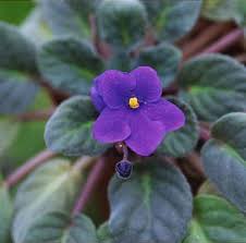 Image result for Saintpaulia ionantha Culitvar