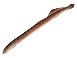 Image result for Lethenteron camtschaticum