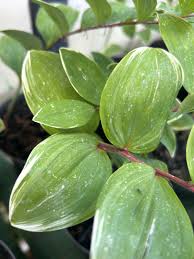 Attēlu rezultāti vaicājumam “Polygonatum multiflorum  leaf”