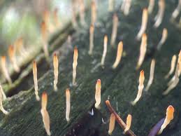 Attēlu rezultāti vaicājumam “Multiclavula mucida”