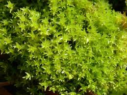 Attēlu rezultāti vaicājumam “Dichodontium pellucidum”