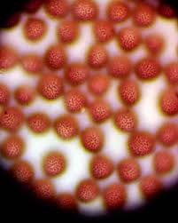 Attēlu rezultāti vaicājumam “Physarum pseudoalexandrowiczii”