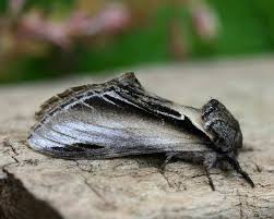 Attēlu rezultāti vaicājumam “Pheosia tremula”