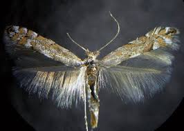 Attēlu rezultāti vaicājumam “Phyllonorycter apparella”