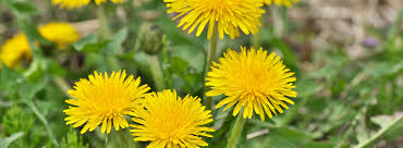 Image result for diente de leon