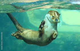 Attēlu rezultāti vaicājumam “Lutra lutra”