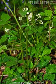 Attēlu rezultāti vaicājumam “Sanicula europaea”