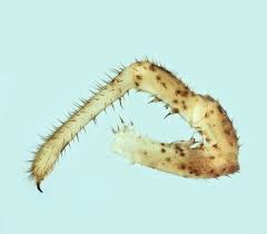 Attēlu rezultāti vaicājumam “Lophopilio palpinalis”