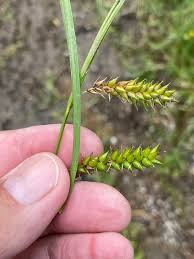 Attēlu rezultāti vaicājumam “Carex vesicaria”