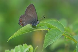 Attēlu rezultāti vaicājumam “Satyrium ilicis underside”
