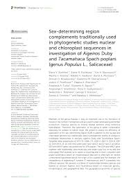 Attēlu rezultāti vaicājumam “Populus x lettland”