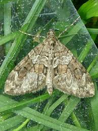 Attēlu rezultāti vaicājumam “Thera variata”