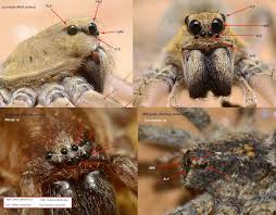 Attēlu rezultāti vaicājumam “Miturgidae”