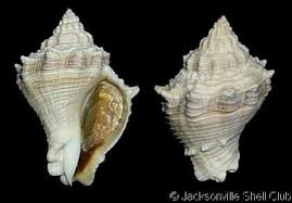 Image result for Melongena corona