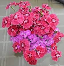 Image result for Dianthus gratianopolitanus