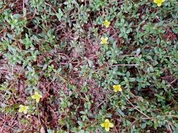 Attēlu rezultāti vaicājumam “Portulacaceae”