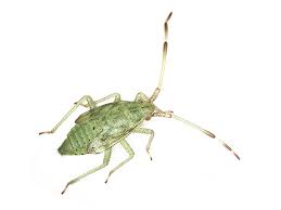 Attēlu rezultāti vaicājumam “Pantilius tunicatus”