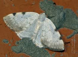 Attēlu rezultāti vaicājumam “Lomographa bimaculata”