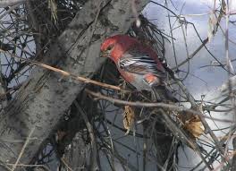 Image result for Pinicola enucleator