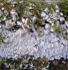 Attēlu rezultāti vaicājumam “Antrodia albida”