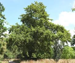 Attēlu rezultāti vaicājumam “Populus”