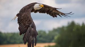 Image result for Eagles S.H.C.