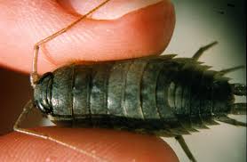 Attēlu rezultāti vaicājumam “Oniscoidea”