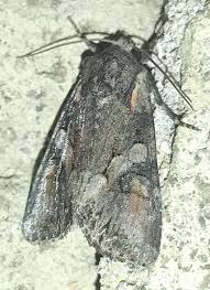 Attēlu rezultāti vaicājumam “Lacanobia contigua”