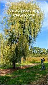 Attēlu rezultāti vaicājumam “Salix x sepulcralis”