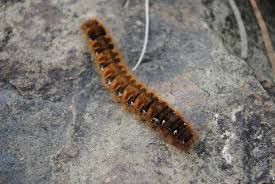 Attēlu rezultāti vaicājumam “Lasiocampa quercus larva”