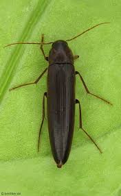 Attēlu rezultāti vaicājumam “Melandryidae”