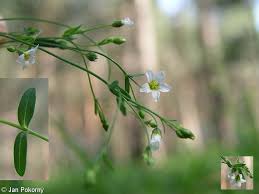 Attēlu rezultāti vaicājumam “Linum catharticum fruit”