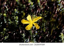 Attēlu rezultāti vaicājumam “Hypericum perforatum flower”