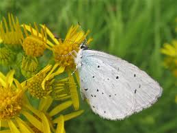 Attēlu rezultāti vaicājumam “Celastrina argiolus female”