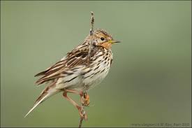 Image result for Anthus cervinus