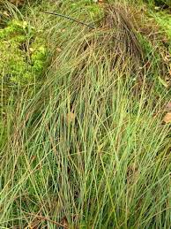 Attēlu rezultāti vaicājumam “Carex globularis flower”