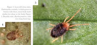 Attēlu rezultāti vaicājumam “Bryobia praetiosa”