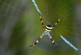 Image result for st andrews cross spider